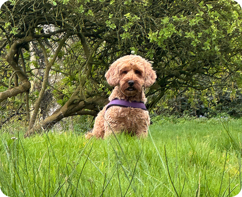 George the dog